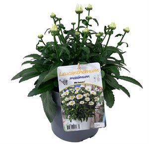 Bild von VP Leucanthemum P19 knop Snowcap